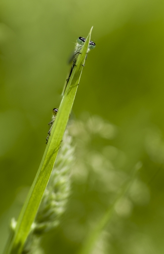 2016-06-14/miczfr
miczfr    [Macro et proxiphotographie nature]
