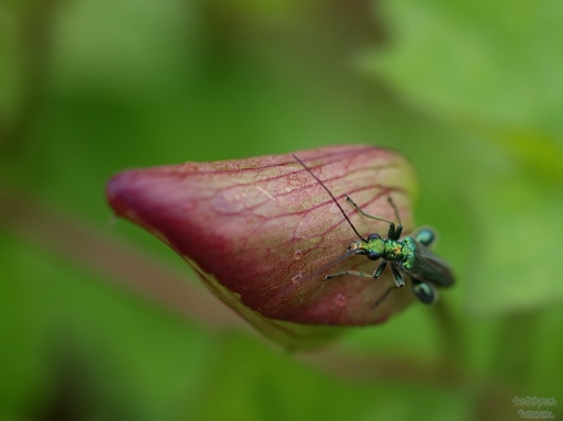2015-12-03/OursDePyrene
OursDePyrene  [Macro- et proxiphotographie nature]
