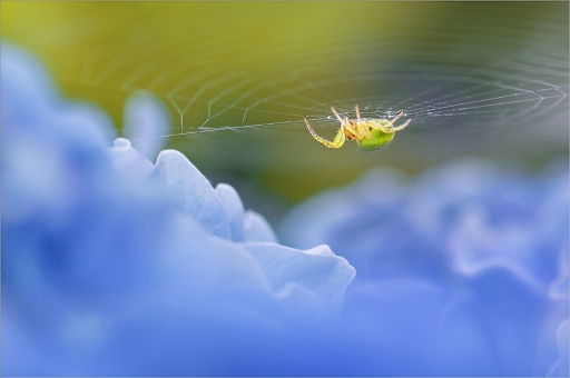 2015-08-04/Kobaia
Kobaia [ Macro et proxi-photo ]
