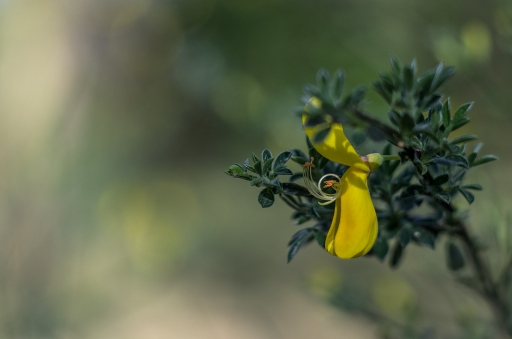 2016-04-28/LeBernard
LeBernard    [Flore et Botanique]
