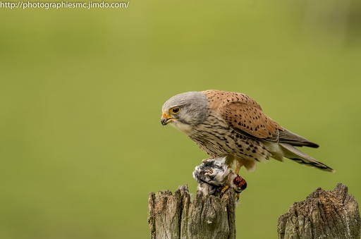 2016-05-03/Mathieu
Mathieu  [Vos series - stage affuts vendee]

