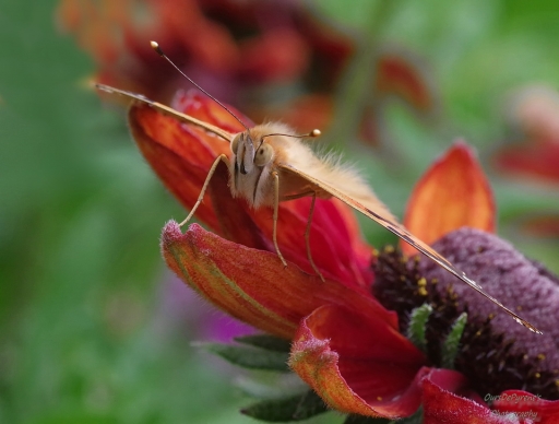 2016-08-01 / OursDePyrene
OursDePyrene [ Macro et proxiphotographie nature ]
