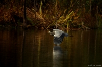 Nom du fichier=2015-10-30_12-43-55_14_ap.JPG
Taille du fichier=296Ko
Dimensions : 1024x678
Ajouté le : 03 Novembre 2015 2015-10-30_12-43-55_14_ap.JPG