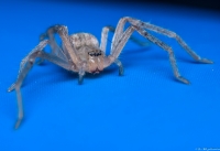 Nom du fichier=29005353863_3611594bd0_o.jpg
Taille du fichier=282Ko
Dimensions : 1024x705
Ajouté le : 13 Septembre 2016 29005353863_3611594bd0_o.jpg