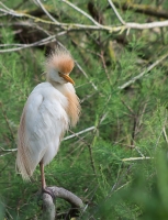 Nom du fichier=heron_garde_boeuf.jpg
Taille du fichier=315Ko
Dimensions : 750x979
Ajouté le : 26 Avril 2015 heron_garde_boeuf.jpg