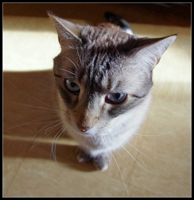 2010-03-02  /  perreg
par:  perreg  -[ Animaux de compagnie ]
