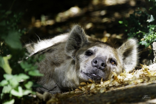 2011-07-17   deche
Par : deche  [ Zoo et parcs animaliers ]

