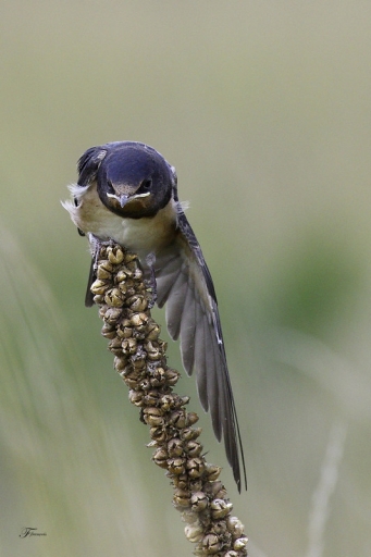2011-07-24  /  Deche
Par: Deche  [ Faune sauvage ]
