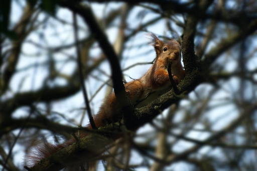 2012-01-29  /  jldag
Par:  jldag  [ Faune sauvage ]
