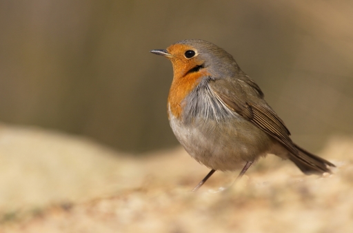 fevrier  2012  -  Netgabe
fevrier  2012  -  Netgabe
