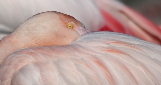 fevrier  2012  -  JoCar
fevrier  2012  -  JoCar
