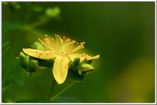 2012-07-28  /  Hermes
Par: Hermes  [ Fleurs ]
