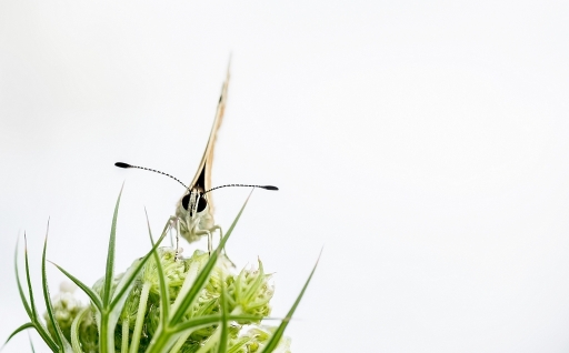 juillet 2012   neosilencers
juillet 2012 - neosilencers
