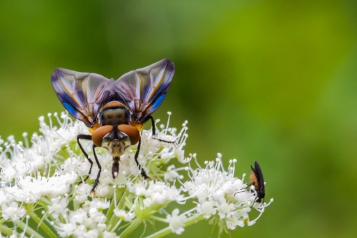 Aout 2012   Hermes
Aout 2012 - Hermes
