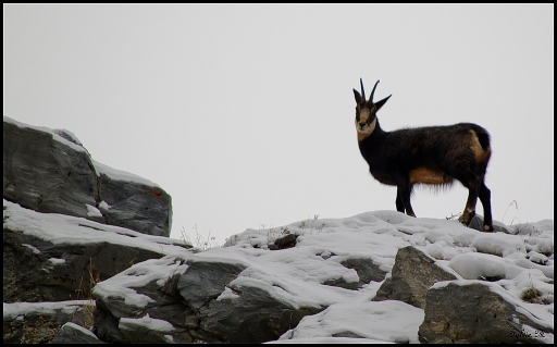 Janvier 2012   Sylve
Janvier 2012 - Sylve
