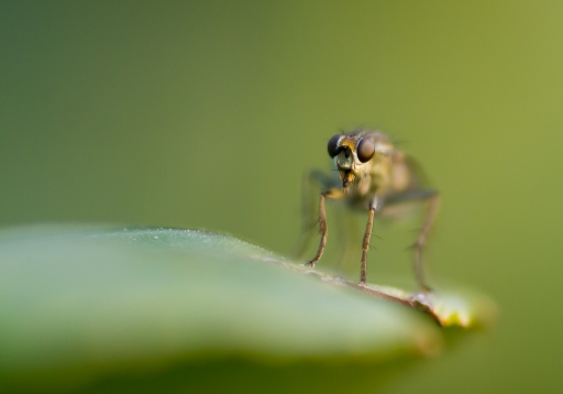 mars  2012  -  Gko
Mars  2012  -  Gko
