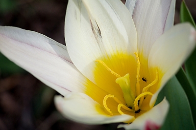 2010-03-21  /  fred10
Par:  fred10 - [ Fleurs ]
