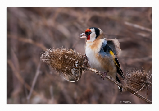 Février 2012  randos74
Fevrier 2012  randos74
