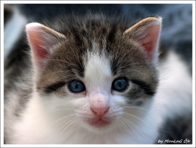 2010-08-24  /  MouLaG Ã”fr
Par:  MouLaG Ofr  - [ animaux de compagnie ] -
