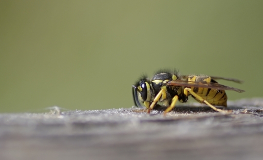 2010-12-29   /   jocar
Par:  jocar  - [ Macro et proxi photo ]
