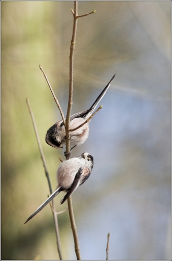 mars  2012  -  Poupa_78
mars  2012  -  Poupa_78
