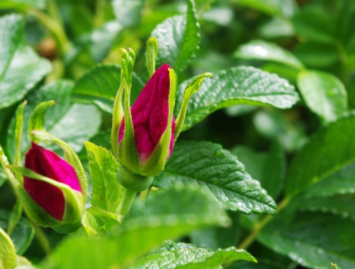 2011 / 05 / 22   mohute
Par: mohute  - [ Fleurs ] -
