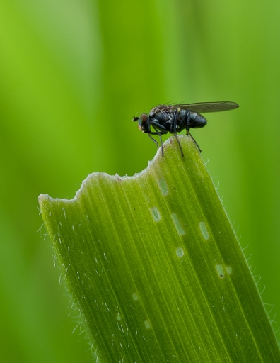 2011 / 05 / 29    Gko
Par: Gko  - [ Macro et proxi-photo ] -
