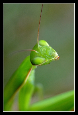 2010-08-11  /  skripink
Par:  skripink  - [ Macro et proxi-photo ] -
