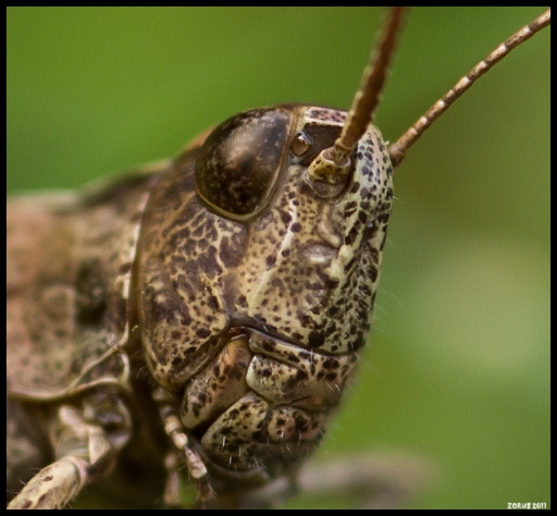 2011-08-13 /  zorus.org
Par: zorus.org  - [ Macro et proxi-photo ] -
