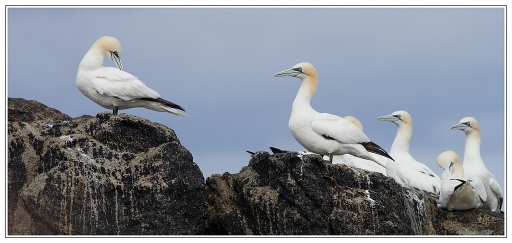 2012-04-08  Poupa_78
Par:  Poupa_78  [ Faune sauvage ]
