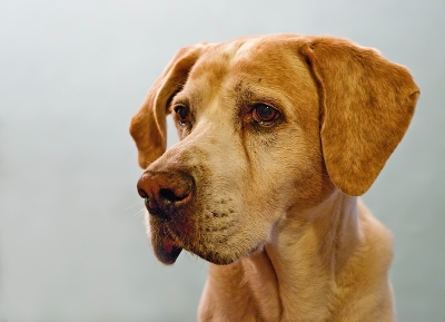 2010-09-13 / dedales
Par dedales -  [ Animaux de compagnie ]
