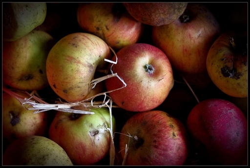 2010-11-01 / perreg
Par: perreg - [ Nature morte ]
