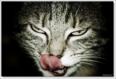 2010-01-30 / Mattdef
Par: Mattdef - [ Animaux de compagnie ]
