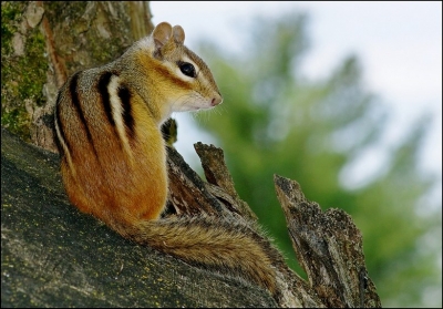 2010-04-11
Par: pixel - [ Faune sauvage ] 
