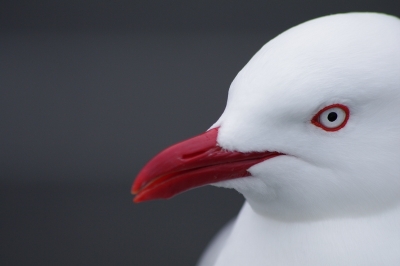 2010-01-24 / Sevy
Par :  Sevy - [serie: Nouvelle-Zelande : oiseaux]
