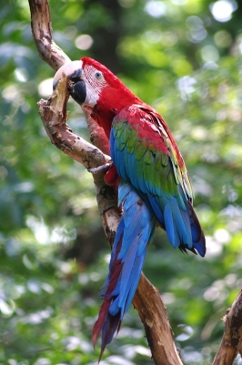 2010-08-13
Par: pacalou - [ Zoo & parcs animaliers ] 
