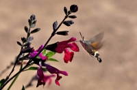 Nom du fichier=1009240610191139136811815.jpg
Taille du fichier=143Ko
Dimensions : 800x531
Ajouté le : 24 Septembre 2010 1009240610191139136811815.jpg