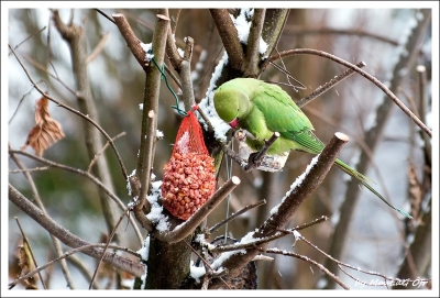 2010-02-17 / Moulag Ofr
Par : Moulag Ofr - [Faune Sauvage]
