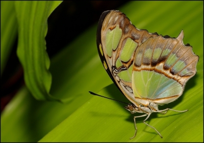 2010-03-24 / Pixel
Par Pixel - [Serie : Papillons en fete 2010]
