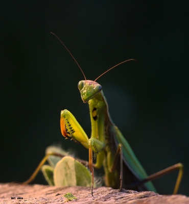 2010-09-21 / Randos74
Par Randos74 - [Macro et Proxi-photo]
