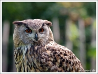 Nom du fichier=i1050938_IMGP6717PE72W.jpg
Taille du fichier=178Ko
Dimensions : 800x607
Ajouté le : 27 Septembre 2010 i1050938_IMGP6717PE72W.jpg