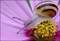 Nom du fichier=imgp1175bbcs5.jpg
Taille du fichier=189Ko
Dimensions : 800x558
Ajouté le : 20 Août 2010 imgp1175bbcs5.jpg