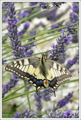 2009-08-14 / lolomtp34
Par  : lolomtp34 - dans  [ Macro et proxi-photo ]
