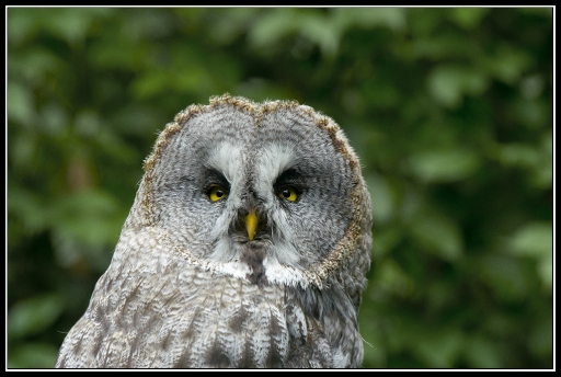 2011-07-31 / janfi.moyen
par <b>janfi.moyen</b> - dans : [<a href="http://www.pentaxone.fr/component/option,com_smf/Itemid,28/topic,14866.msg1665217/">Rencontre PentaxOne au Parc des Oiseaux 30/07/2011</a>]
