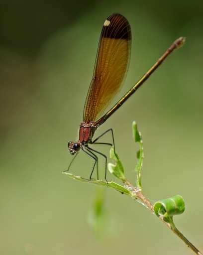 2011-08-14 / JoCar
Par <b>JoCar</b> - dans : [ <a href="http://www.pentaxone.fr/component/option,com_smf/Itemid,28/topic,9155.msg1668684/#msg1668684">Macro et proxi-photo</a> ] 
