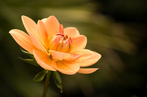 2012-08-21 / irish_mike
irish_mike - dans "Vos photos a theme > [ Fleurs ]"
