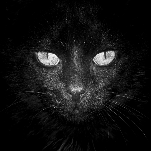 [Juin 2014] A poils, Ã  plumes ou Ã  écailles
flp  "Black cat"

