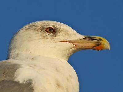 2009-09-11 / JoCar
Par : JoCar - dans : [ Faune sauvage ]
