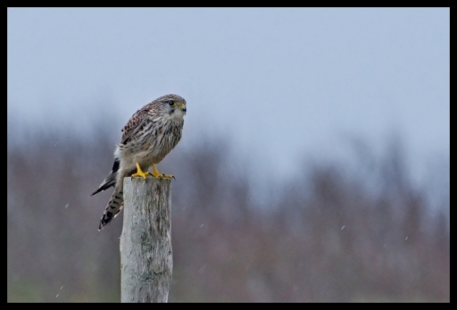 2012-12-27 / lolo26
Par : lolo26 - dans [ Faune sauvage ] 
