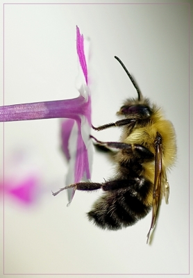 2009-06-17 / Pixel
Par : Pixel - dans : Photos à  themes - [Macro]
